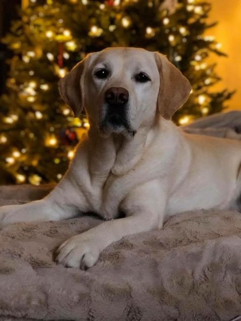 Christmas Yellow Lab Puppy Labrador Photography, Labrador Puppy Christmas, December Mood, Big Dogs Breeds, Yellow Lab Puppy, Biggest Dog In The World, Dog Christmas Pictures, Christmas Yellow, English Lab