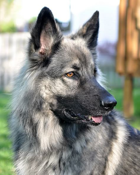 Shiloh Shepherd Dog - If I don't find the perfect rescue, this will be my dog :) Grey German Shepherd, Shepherd Dogs, Shepherd Dogs Breeds, Long Haired Shepherd, Shepard Dog Breeds, Shiloh Shepherd Dog, Dog German, German Shepherd Shedding, Sable German Shepherd