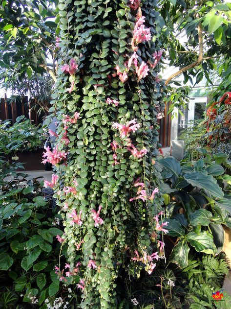 Indoor Vines, Montreal Botanical Garden, Lipstick Plant, Amazing Plants, Plant Texture, Plant Goals, Outside Plants, Living Fence, Garden Vines