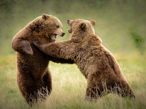 Gepind vanaf kepguru.hu Bear Poses, Scottish Animals, Kodiak Bear, North American Animals, Wild Animals Photography, Brown Bears, Bear Photos, Bear Pictures, Animal Activities