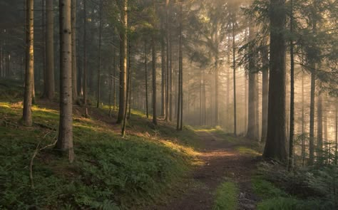 Forest Core, Foggy Forest, Magic Forest, Forest Landscape, Magical Forest, Nature Aesthetic, Black Forest, Pretty Places, Loki