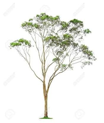 images 352×418 pixels Eucalyptus Tree Tattoo, Tree Line Drawing, Roots Drawing, Pencil Shading Techniques, Tree Drawing Simple, Tree Photoshop, Australia Pictures, Australian Trees, Tree Doodle