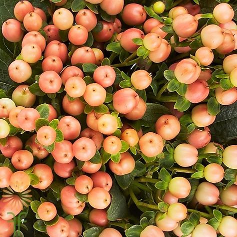 Barn Wedding Centerpieces, Floral Design Classes, Flower Identification, Hypericum Berries, Dried Hydrangeas, Coral Flowers, Peach And Green, Diy Wedding Flowers, Peach Flowers