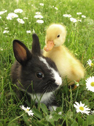 Unlikely Animal Friends, Animal Friendships, Odd Couples, Animals Friendship, Cute Bunnies, Baby Ducks, Super Cute Animals, Baby Animals Funny, Bunny Rabbits