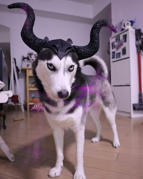 Husky Costume, Cute Dog Halloween Costumes, Best Dog Costumes, Husky Photos, Baby Animal Videos, Husky Funny, Pet Halloween Costumes, Dog Halloween Costumes