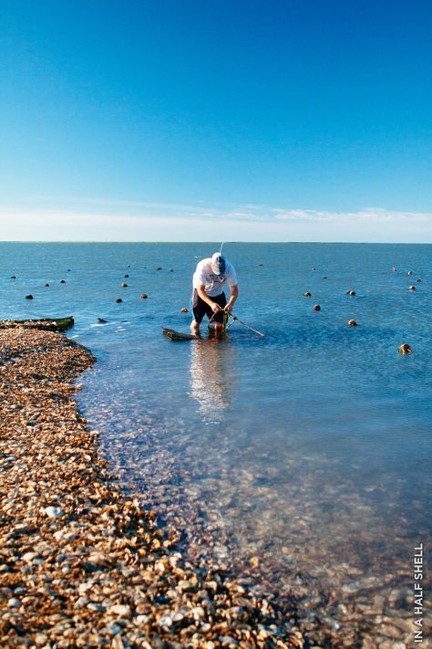 Baby Oyster, Delmarva Peninsula, Cape Charles, Chincoteague Island, Perfect Itinerary, River House, Eastern Shore, Chesapeake Bay, Virginia Beach