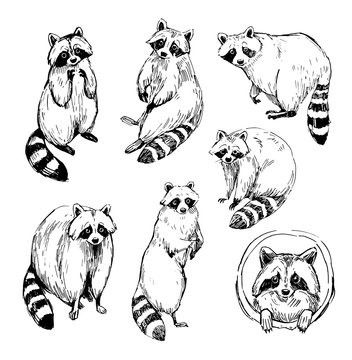 Raccoon Art Illustration, Cartoon Animal Tattoos, Food Easy Drawing, Cute Raccoon Tattoo, Racoon Sketch, Racoon Drawings, Raccoon Sketch, Raccoon Tattoos, Sketches Outline