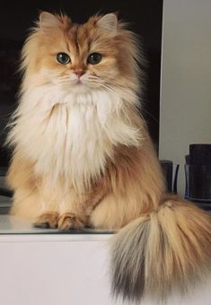 Cutest Cat Breeds, Cat Inspiration, Diy Cat Toys, Cutest Cat, Cat Hacks, Cat Care Tips, Cat Owner, Funny Cat Memes, Cat Memes