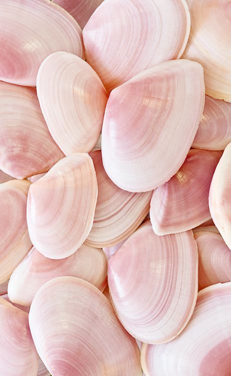 The perfect shade of shell pink.: Baby Pink Aesthetic, Summer Color Palette, Coastal Colors, Sea Spray, Pink Vibes, Color Inspo, Everything Pink, Sealife, Colour Schemes