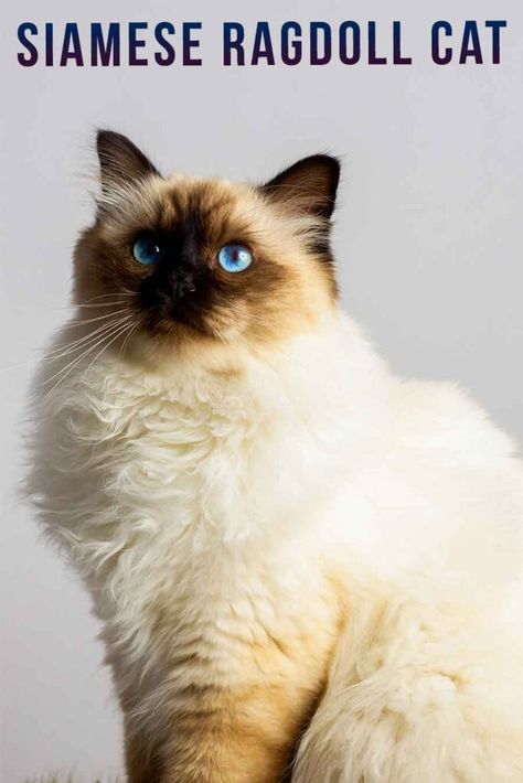 Siamese Ragdoll Cat - A Complete Guide To The Ragamese Mix Siamese Ragdoll Cat, Ragamese Cats, Ragamese Kittens, Kittens Siamese, Kittens For Sale Near Me, Pedigree Cats, Large Cat Breeds, Ragdoll Kittens For Sale, Bobtail Cat