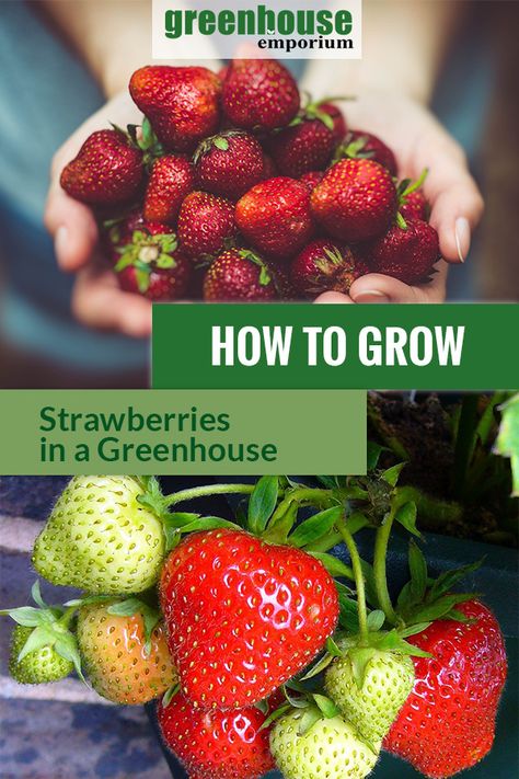 Growing In A Greenhouse, How To Grow Strawberries, Everbearing Strawberries, Grow Strawberries, Table Rose, Organic Compost, Greenhouse Growing, Backyard Greenhouse, Small Greenhouse