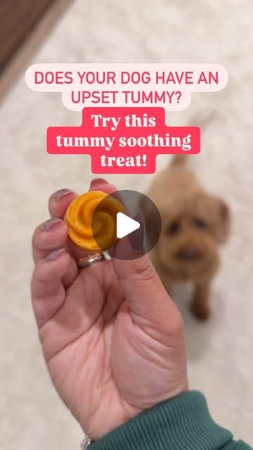 Mini Goldendoodle & Dog Mom Lifestyle on Instagram: "Comment GINGER for full recipe!  💗FOLLOW FOR MORE DOG MOM TIPS!💗  Got a pup with an upset tummy? These frozen pumpkin ginger treats are here to help! Pumpkin is great for digestion, Greek yogurt adds probiotics and ginger can help with gas and bloating. My dog loves these treats too so it’s a win-win!  What’s your go-to remedy for a dog with an upset stomach? Let me know in the comments!  💌 SHARE with a DOG MOM!  #healthydog #upsettummy #happytummy😋 #doghealth #dogrecipes #dogmomaf #petparent #dogparents" Ginger Treats, Goldendoodle Grooming, Probiotics For Dogs, Upset Tummy, Diy Dog Food, Frozen Pumpkin, Dog Remedies, Natural Probiotics, Mom Lifestyle