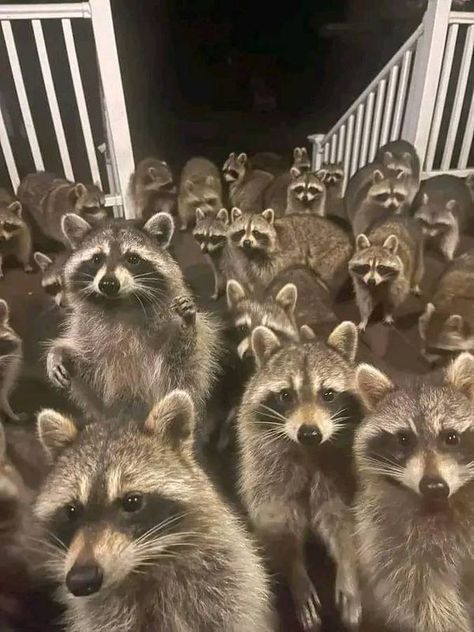 Raccoon Lovers Community | Great photograph ❤️🖤 | Facebook Raccoon Photos, Raccoon Family, Racoon, Maine Coon, Sloth, Pretty Things, Collage, Photographer, Dogs