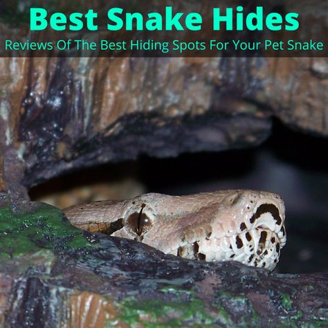 The best snake hides give your pet snake a place to get some privacy which helps it feel comfortable. We present and review the top choices, so you can be sure they actually... Snake Hides, Snake Terrarium, Snake Enclosure, Small Snakes, Largest Snake, Natural Cave, Pet Snake, Hiding Spots, Reptiles And Amphibians