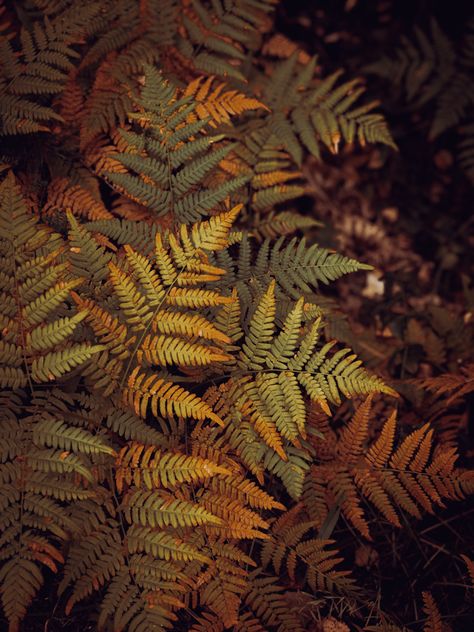 Ferns Aesthetic, Forest Insects, Fern Aesthetic, Fern Photo, Naturecore Aesthetic, Fern Photography, Dark Fairy Costume, Macro Lens Photography, Autumn Fern