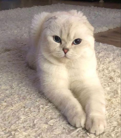 Munchkin Cats, Scottish Fold Cats, Scottish Fold Cat, Fold Cat, Videos Of Animals, Munchkin Cat, Kingdom Animalia, Cat Images, White Cats