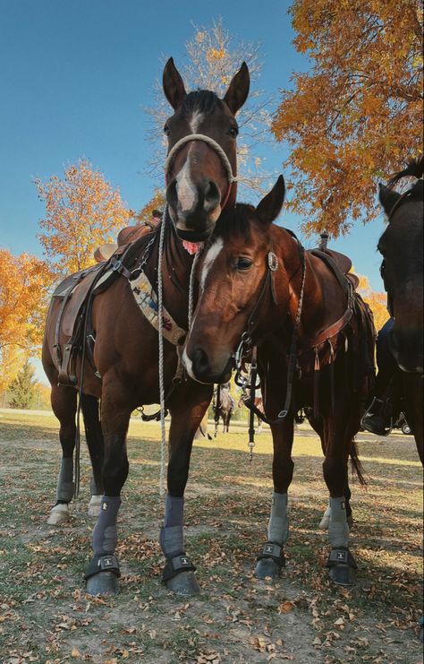 Bay Horse Western, Western Horse Riding, Aqha Horses, Western Horses, Pictures With Horses, Horse Western, Horse Ideas, Riding Clothes, Horse Riding Clothes