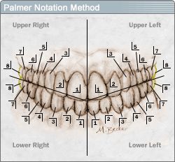 International Tooth Chart | the front tooth to the wisdom tooth in each quadrant Orthodontist Assistant, Orthodontic Assistant, Dental Notes, Dental Nursing, Registered Dental Assistant, Orthodontics Teeth, Dental Assistant Study, Dental Nurse, Dental Assisting