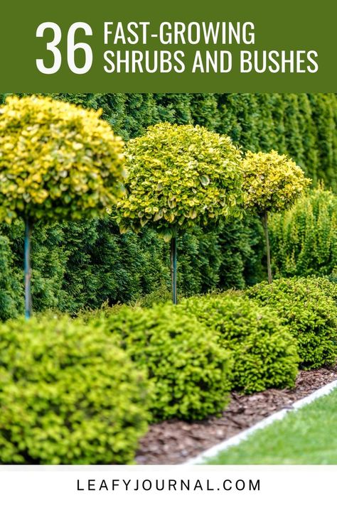 Discover 36 stunning fast-growing shrubs and bushes to transform your yard into a private oasis. Fast Growing Shrubs, Sunny Sunday, Back Deck, Sunday Afternoon, Backyard Oasis, Fast Growing, Outdoor Plants, Plant Care, Your Back