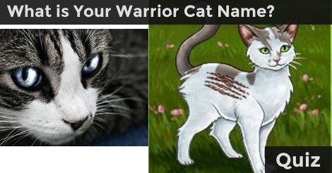 Your Warrior Cat Name, Warrior Cats Quiz, Warrior Cats Clans, Warrior Cat Names, Warrior Names, Warrior Cats Books, Cat Whisperer, F2 Savannah Cat, Warrior Cat Drawings