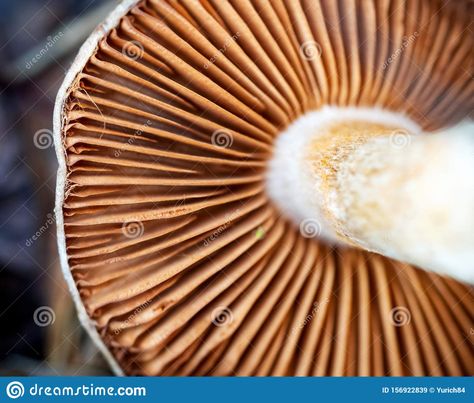 Under The Mushroom Cap. Bottom View. Mushroom Gills Macro Stock Image - Image of parasol, natural: 156922839 Mushroom Gills, Worms Eye View, Stuffed Mushroom Caps, The Mushroom, Natural Brown, Cute Doodles, 3d Design, Art Reference, Close Up