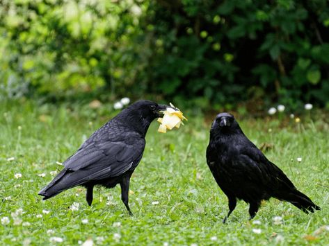 How to Attract Crows - Foolproof Guide to Befriend Them Attract Crows, Common Crow, American Crow, Learn Something New Everyday, Crows Ravens, Landscape Nature, Bird Garden, Small Birds, The Birds