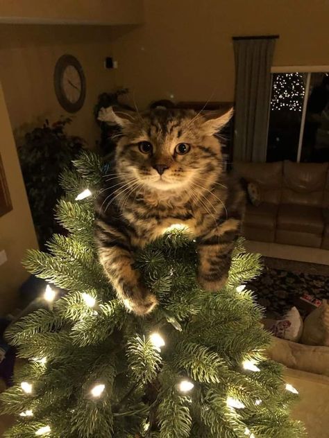 Christmas Kitties, Cat Background, Winter Cat, Christmas Kitten, Winter Wonder, Cute Animal Photos, Cute Cats And Kittens, Funny Cute Cats, Cute Animal Pictures