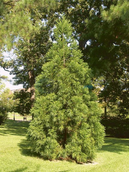 Courtesy Japanese Cedar evergreen tree; can be seen in the Tyler Rose Garden.  Japanese Cedar Yoshini. (Cryptomeria japonica) Creek Garden, Cryptomeria Japonica, Texas Landscaping, Japanese Cedar, Landscaping Around House, Fast Growing Evergreens, Cedar Tree, Texas Gardening, Conifer Trees