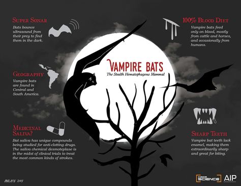 Bat Anatomy, Interesting Things To Know, Bat Facts, Vampire Bats, Eat Enough, Witchcraft Spell Books, Vampire Bat, Book Writing Inspiration, Cute Bat