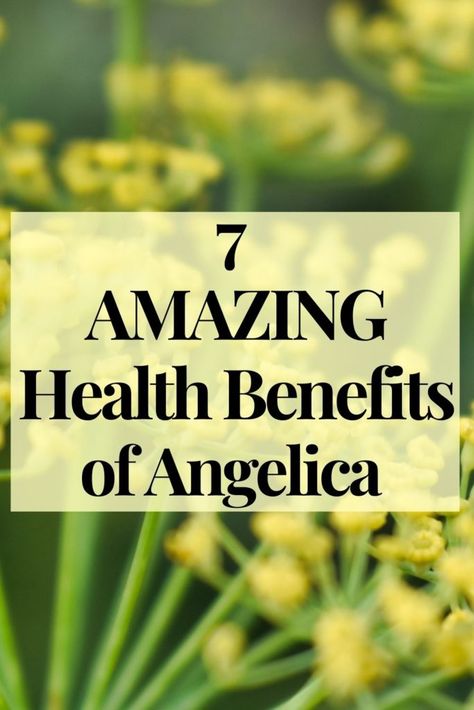 7 Amazing Health Benefits of Angelica Angelica Herb Uses, Angelica Benefits, Angelica Plant, Angelica Herb, Natural Decongestant, Toxin Free Living, Constant Headaches, Loyalty Rewards Program, Healing Spirituality