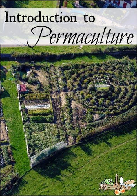 Potager Garden, Permaculture Gardening, Organic Vegetable Garden, Permaculture Design, Backyard Farming, Homestead Survival, Organic Gardening Tips, Grow Your Own Food, Gardening Supplies