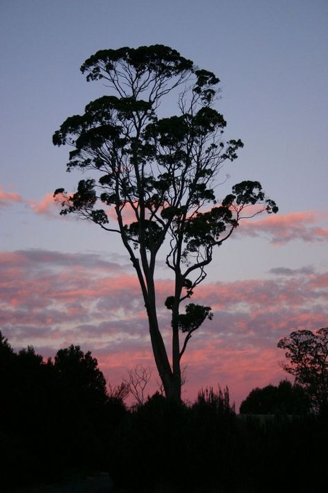 Gum tree Tree Silhouette Tattoo, Australian Trees, Pine Tree Tattoo, Gum Tree, Eucalyptus Tree, Australian Bush, Australian Flora, Tree Photography, Tree Wallpaper