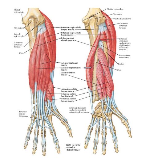 Individual Muscles of Forearm: Extensors of Wrist and Digits Anatomy Medial epicondyle, Medial epicondyle, Olecranon, Lateral epicondyl... Forearm Anatomy, Anatomi Dan Fisiologi, Upper Limb Anatomy, Muscular System Anatomy, Anterior Y Posterior, Arm Anatomy, Human Muscle Anatomy, Body Bones, Forearm Muscles