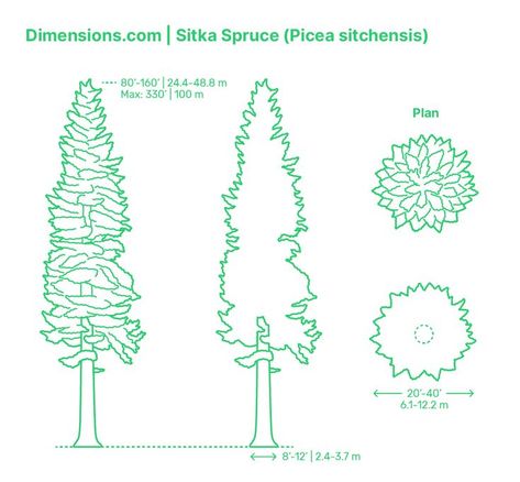 Types Of Spruce Trees, Sitka Spruce Tree, Serbian Spruce, Pine Tree Varieties, Weeping Serbian Spruce, Tree Plan, Sitka Spruce, Conifer Trees, Spruce Tree