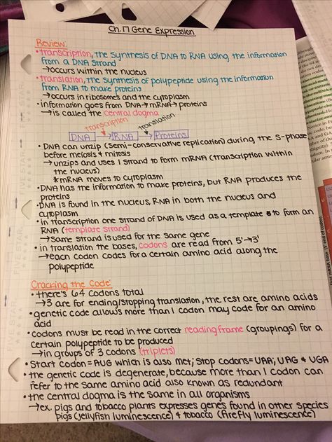 Zoology Ch. 17 Gene Expression Lecture Notes.   I use different colors because it's easier to see and find things when doing homework and studying for quizzes and tests. Gene Expression Biology, Gene Expression Notes, Ribosomes Notes, Zoology Aesthetic Notes, Marine Biology Notes, Zoology Notes, Biochemistry Notes, Bio Notes, Learn Biology