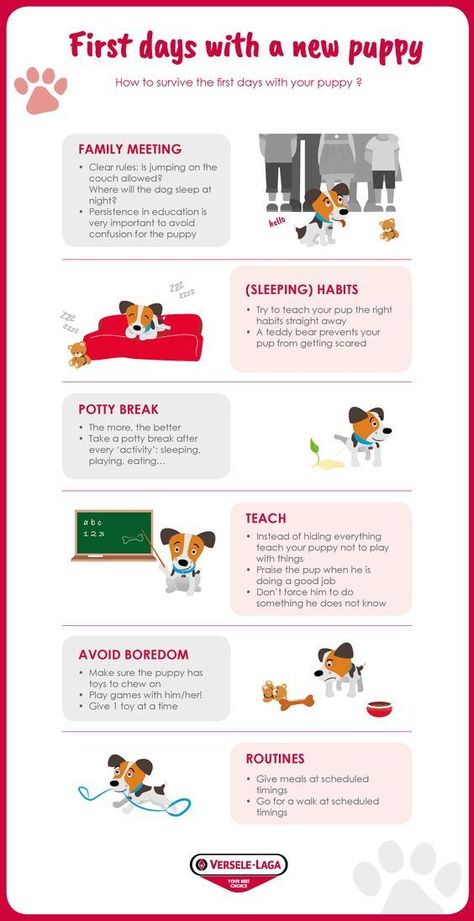 first days with a new puppy Dog Boarding Ideas, Puppy Training Schedule, New Puppy Checklist, Puppy Checklist, Puppy Mom, Dog Advice, Puppies Tips, Basic Dog Training, Dog Training Treats