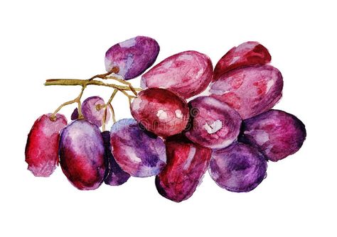 Grape Watercolor, Grape Drawing, Grape Painting, Red Grape, Watercolor Food, Watercolor Red, Watercolor Projects, Blossoms Art, Fruit Painting