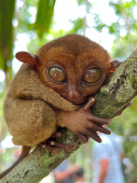 Alona Beach, Regions Of The Philippines, Cebu Pacific, Bohol Philippines, Tropical Animals, Southeast Asia Travel, Bohol, Philippines Travel, Tourist Places