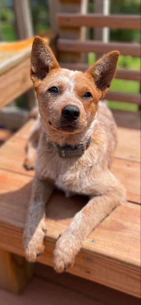 Australian Cattle Dog Red Heeler, Red Heeler Dog, Country Dogs, Queensland Heeler, Red Heelers, Austrailian Cattle Dog, Heeler Dogs, Heeler Puppies, Beverly Hill