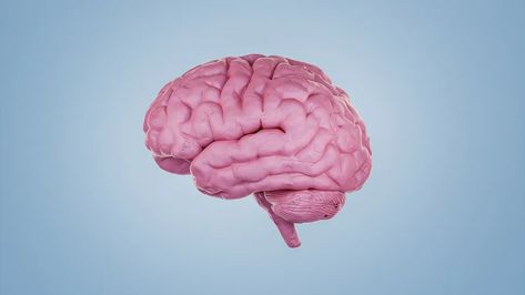 Human brains aren't as plastic as you might think | Live Science Mri Brain, Brain Health Supplements, Brain Mapping, Brain Images, Sensory Deprivation, Brain Scan, Cleveland Clinic, Neurological Disorders, Variety Of Fruits