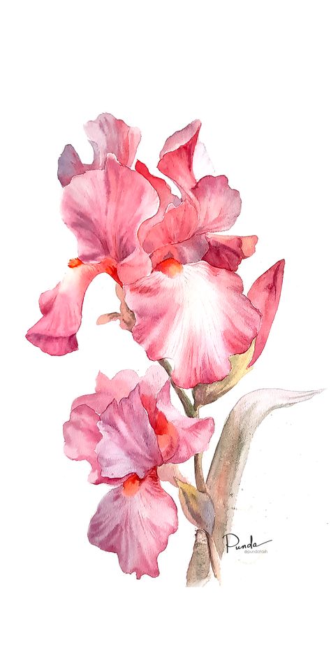 pink iris flowers on a white background painted in watercolor Pink Iris Flower, Watercolour Iris Flower, Iris Flowers Drawing, Watercolour Iris, Iris Flower Watercolor, Iris Watercolor Painting, Embroidery Samplers, Iris Drawing, Iris Flower Tattoo