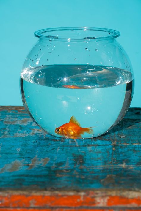 Goldfish Bowl, Reflection Painting, Art Assignments, Coil Pots, Orange Fish, Photoshop Projects, Trending Pins, Glass Fish, Drawing Projects