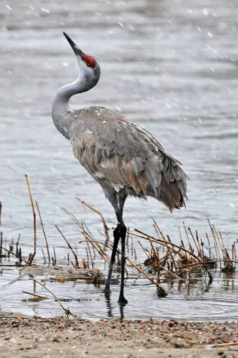 Sandhill Crane Photography, Crane Reference Photo, Japanese Crane Photography, Sandhill Cranes Photography, Crane Bird Photography, Sand Hill Cranes, Sandhill Crane Drawing, Sandhill Cranes Art, Sandhill Crane Tattoo