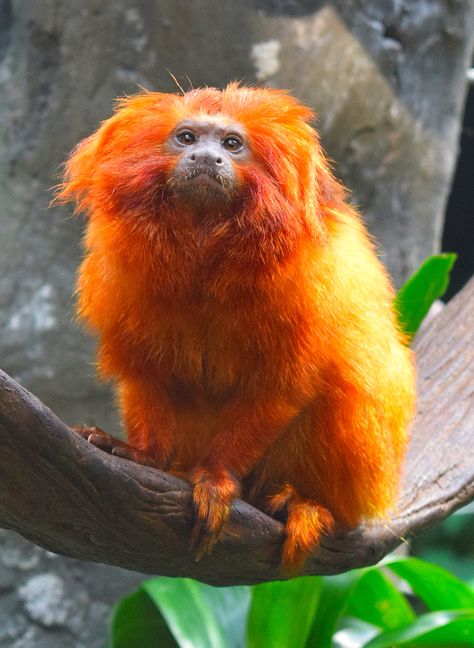 Golden lion tamarin Golden Tamarin, Lion Tamarin Monkey, Golden Headed Lion Tamarin, Golden Lion Tamarin, Lion Drinking Water Photography, Golden Snubbed Nosed Monkey, Golden Lions, Tiger In Jungle Photography, Lion