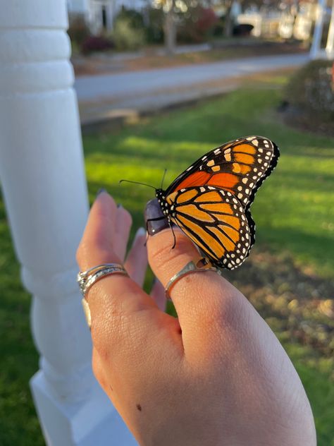 Butterfly Landing On Hand, Butterfly Profile, Butterfly Astethic, Soul Friend, Vision Board Photos, Insta Icon, Social Butterfly, Art Ancien, Monarch Butterfly