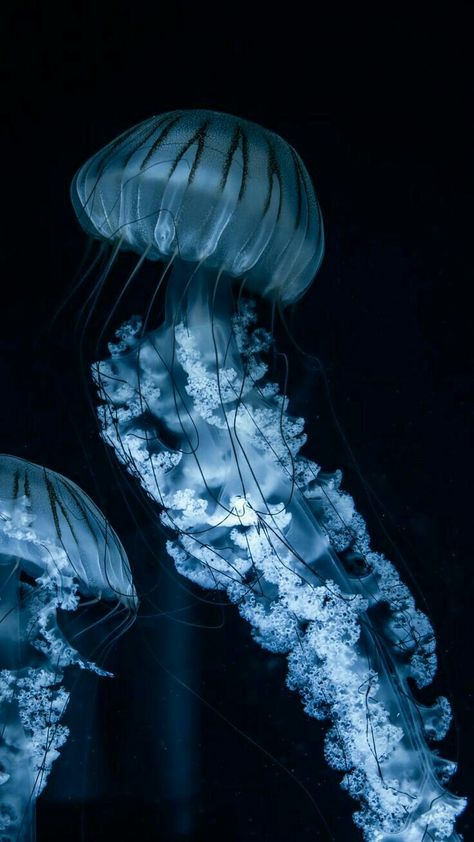 Moon Jellyfish Wallpaper, Jellyfish Lockscreen, Blue Jellyfish Wallpaper, Jellyfish Space, Jellyfish In Space, Medusa Animal, Jellyfish Swimming, Glowing Jellyfish, Jellyfish Pictures