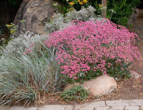 Designing your Garden with California Native Plants | Malibu, CA Patch California Native Landscape, California Native Garden, Spanish Garden, Outside Plants, Drought Tolerant Landscape, California Native Plants, Native Plant Gardening, California Garden, Front Yard Garden Design