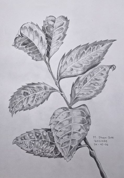 Shading Pencil, Drawing Leaf, Pencil Drawing, Pencil Drawings, Plant Leaves, My Art, Pencil, Drawings, Plants