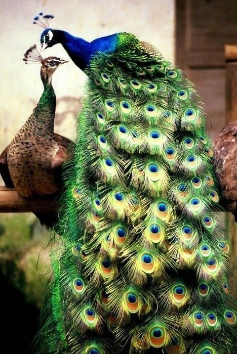 >> http://amykinz97.tumblr.com/ >> www.troubleddthoughts.tumblr.com/ >> https://instagram.com/amykinz97/ >> http://super-duper-cutie.tumblr.com/ Peacock And Peahen, Male Peacock, Peacock Pictures, Most Beautiful Birds, Peacock Bird, Exotic Birds, Pretty Birds, Colorful Birds, Peacocks