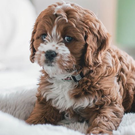 Cavapoo Puppies For Sale Near Me | Cavadoodle Breeders Cavapoo Puppies For Sale Near Me, Free Puppies For Adoption Near Me, Puppies For Sale Near Me Free, Dogs For Sale Near Me, Teacup Cavapoo, Cavapoo For Sale, Phoenix Animal, Pinboard Ideas, Cavapoo Breeders